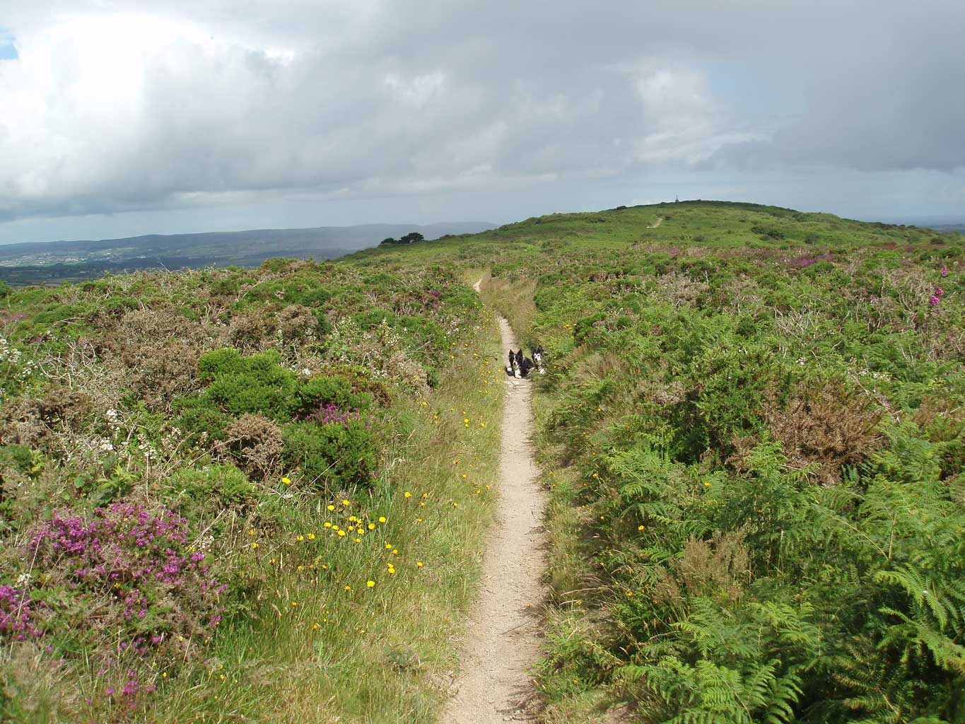 Along the top of Tregonning Hill Along the top of Tregonning Hill
