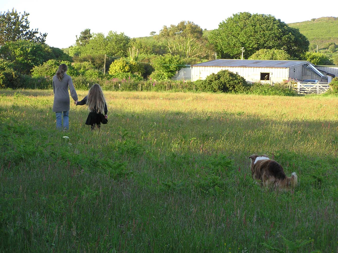 Lower Balwest Farm meadow Lower Balwest Farm meadow